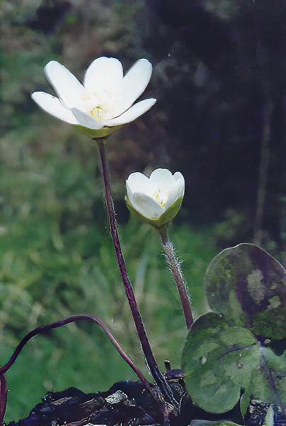Hepatica triloba en fleurs dans les sous-bois caducifoliés, avec des feuilles trilobées et des fleurs blanches